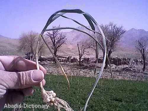 نان سرموکی